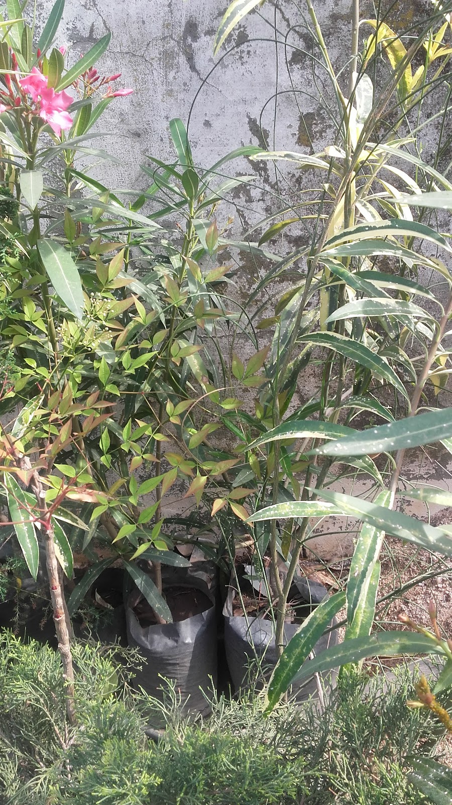 Vivero La unión, foto 3